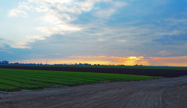 An area that was previously alfalfa, but instead was now unhuntable rows of crops. Also, perk of hunting–the most beautiful sunrises and sunsets!