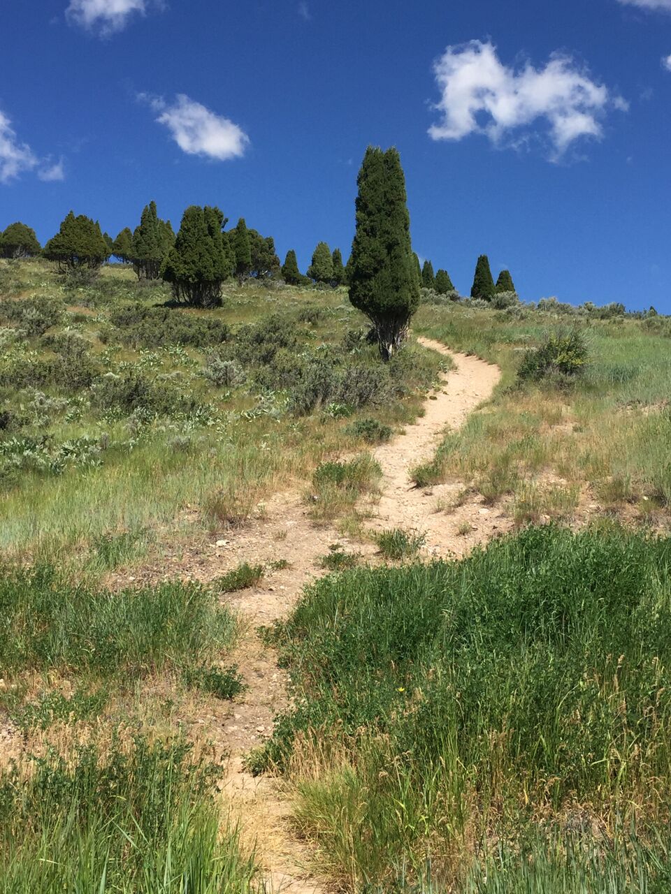 Trail_preview.jpeg