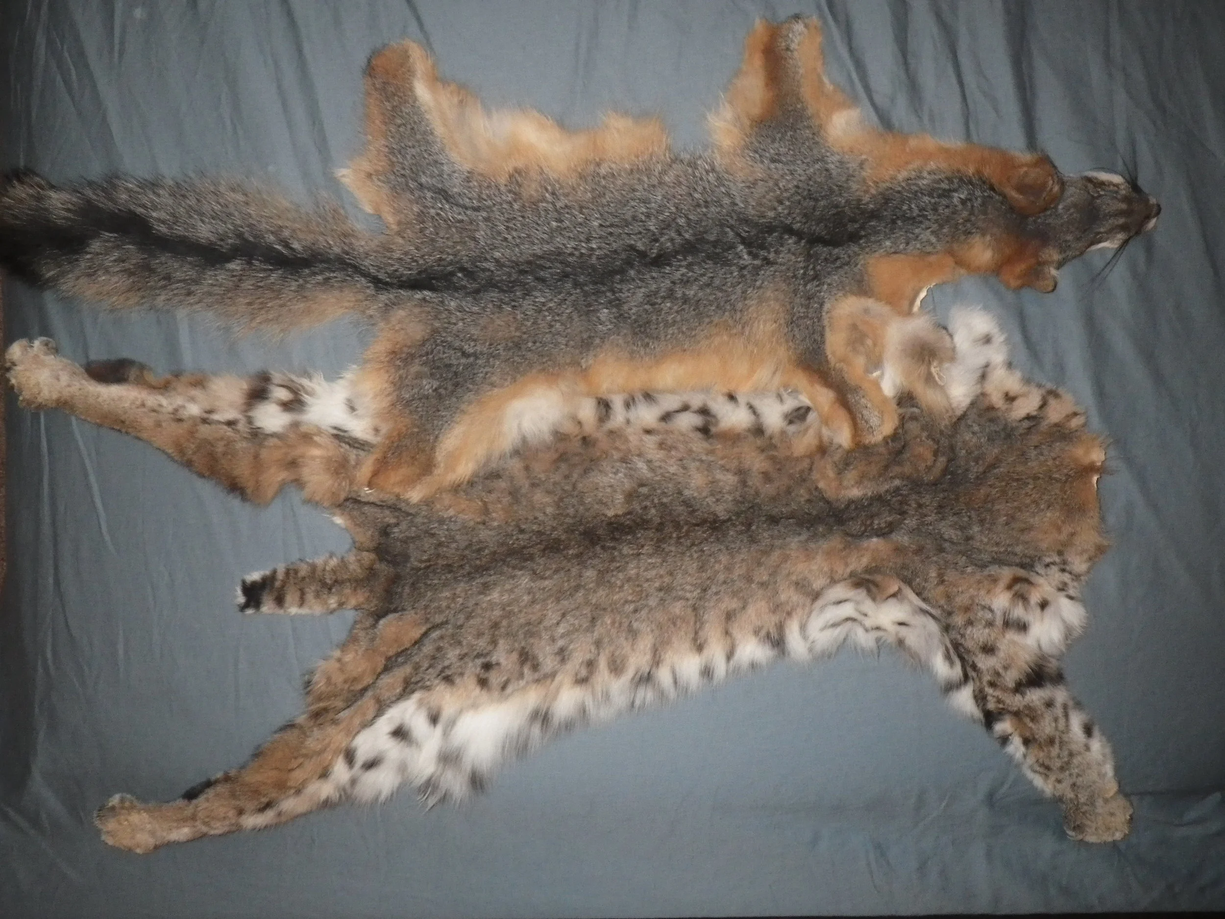 RCG Tips and Tricks- Basics on Tanning Hides