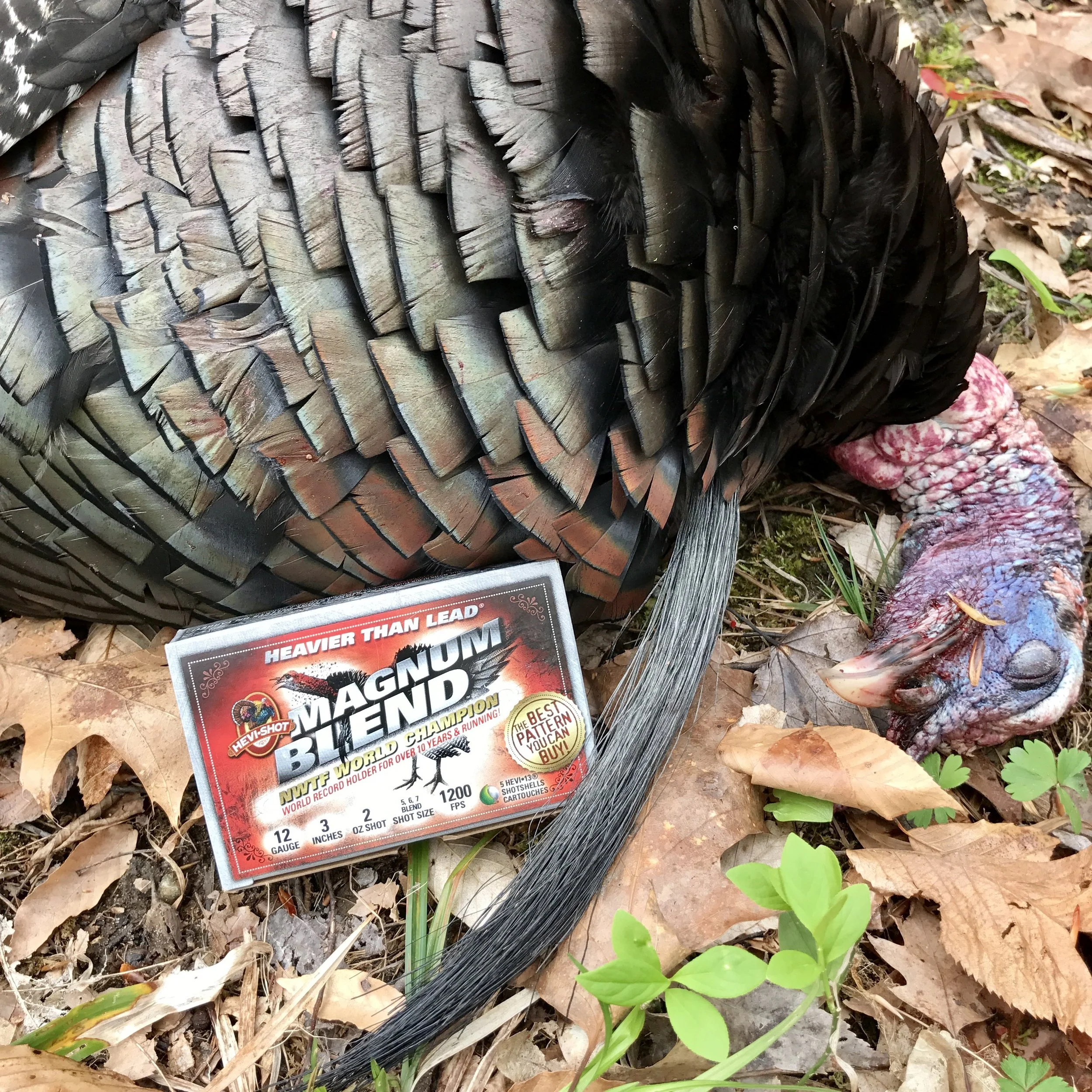 No Tom Foolery....Preparing for a Gobbler