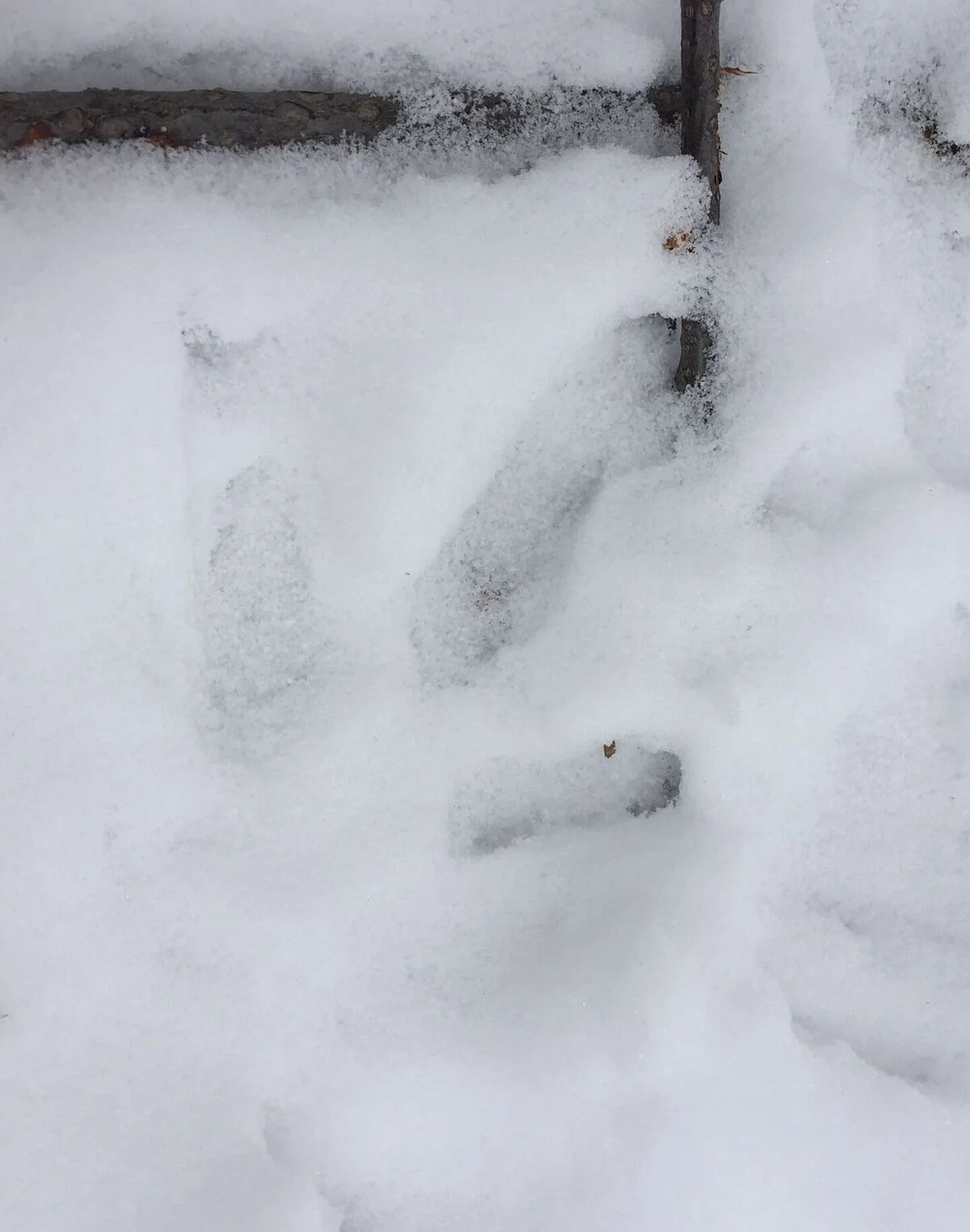 snow-tracks_preview.jpeg.jpg