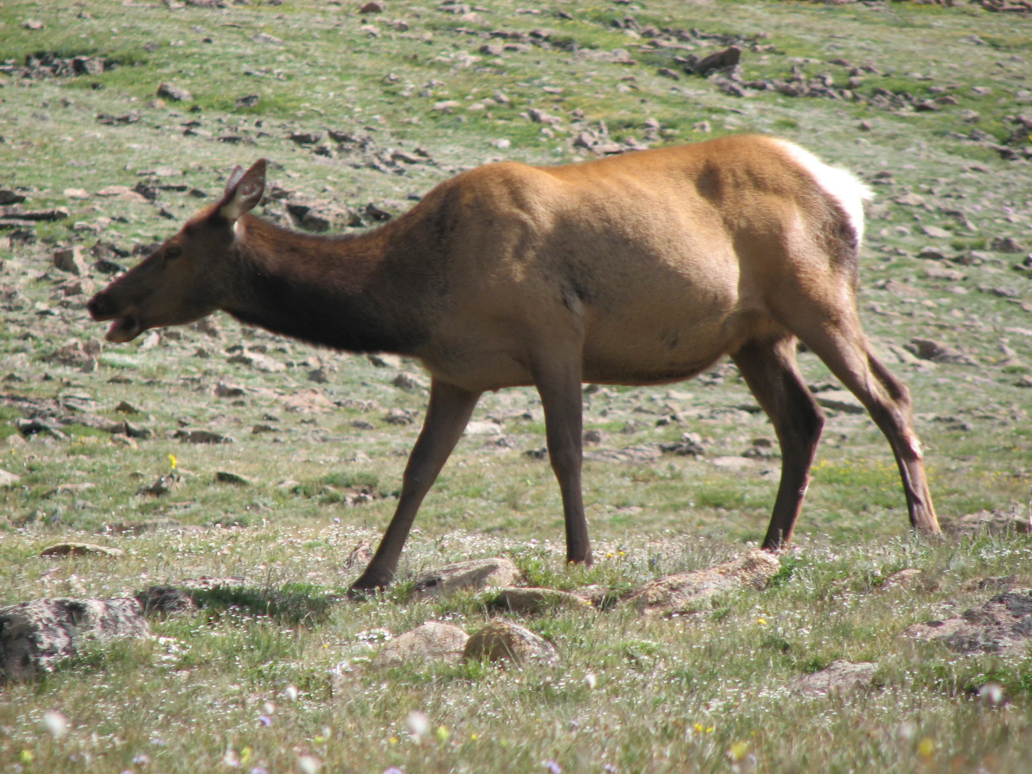 Cervus_canadensis_(North_American_elk)_9_(8290359165).jpg