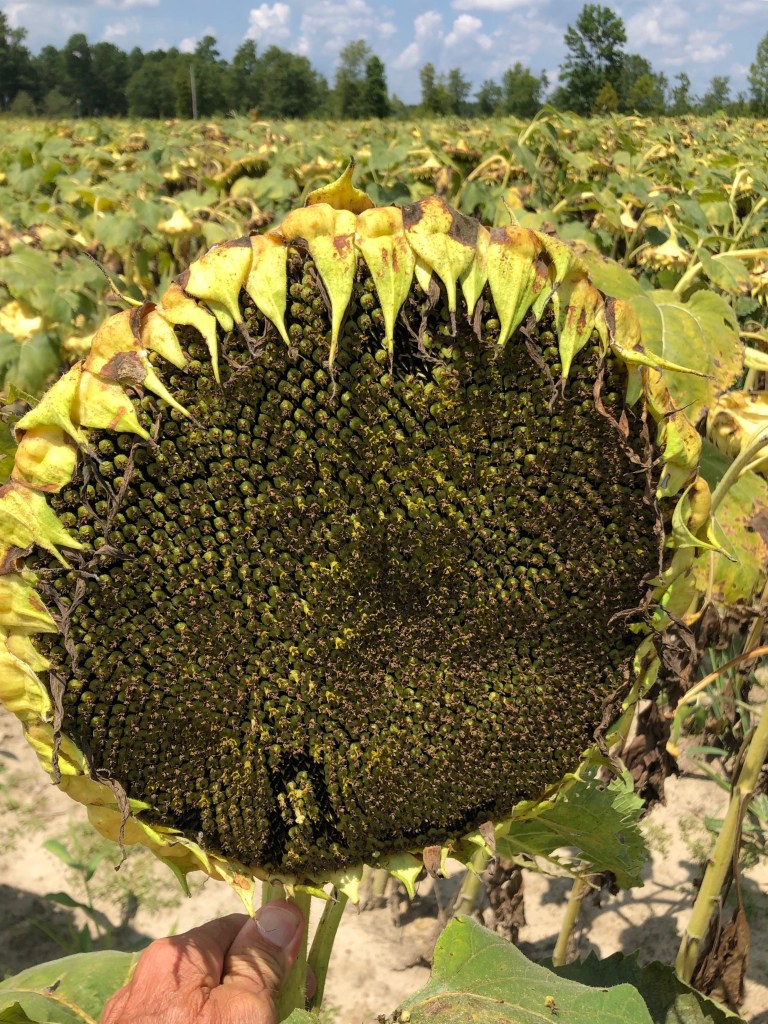 This ten-inch sunflower will feed a lot of doves!