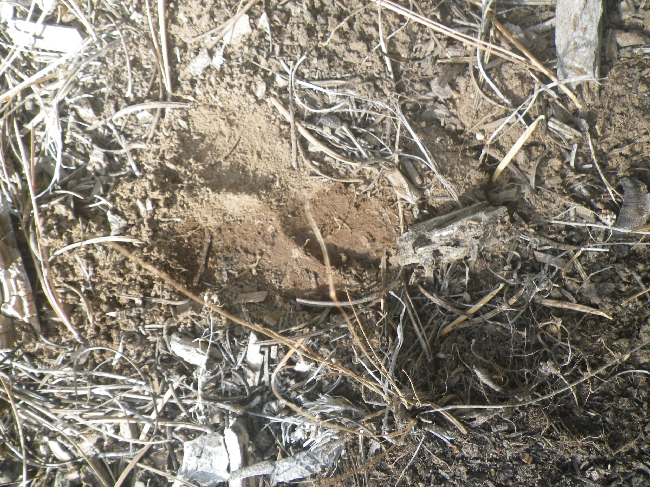 Elk Hunting--From a different perspective