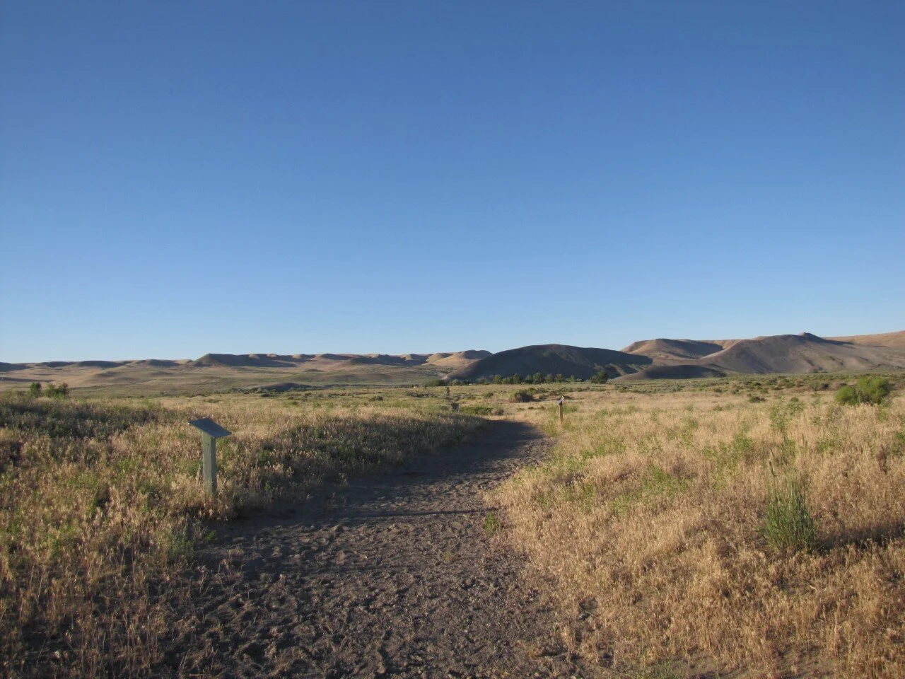 This is Not Where I Thought I Was Going-Tracking Kangaroo Rats at Bruneau Dunes State Park