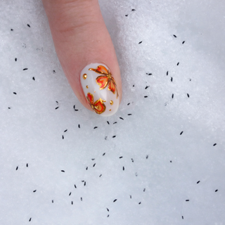 Look Before You Leap: The Tiny Circus Currently Living in Your Driveway