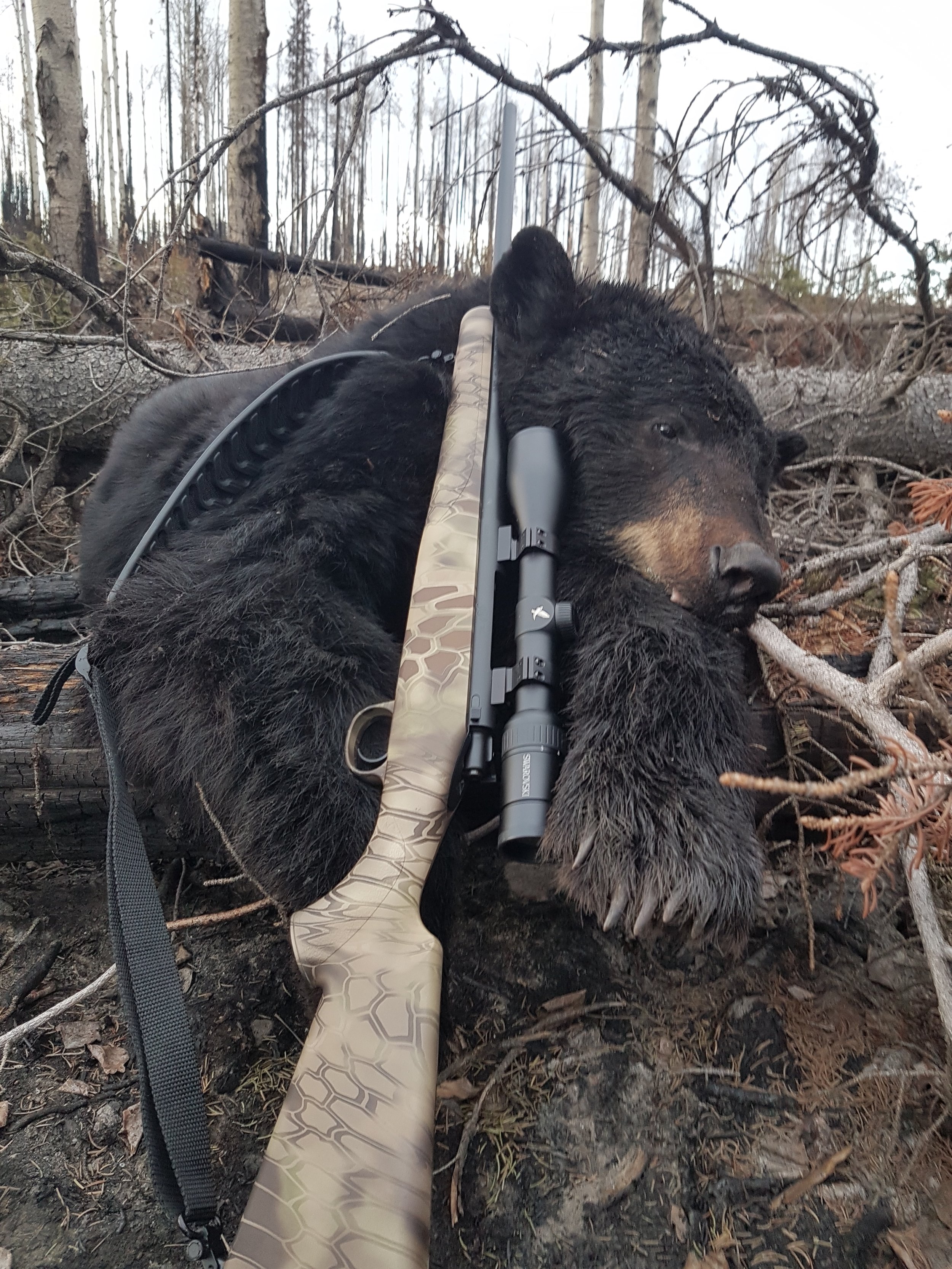 Spot and Stalk Black Bear Hunting — Reel Camo Girl
