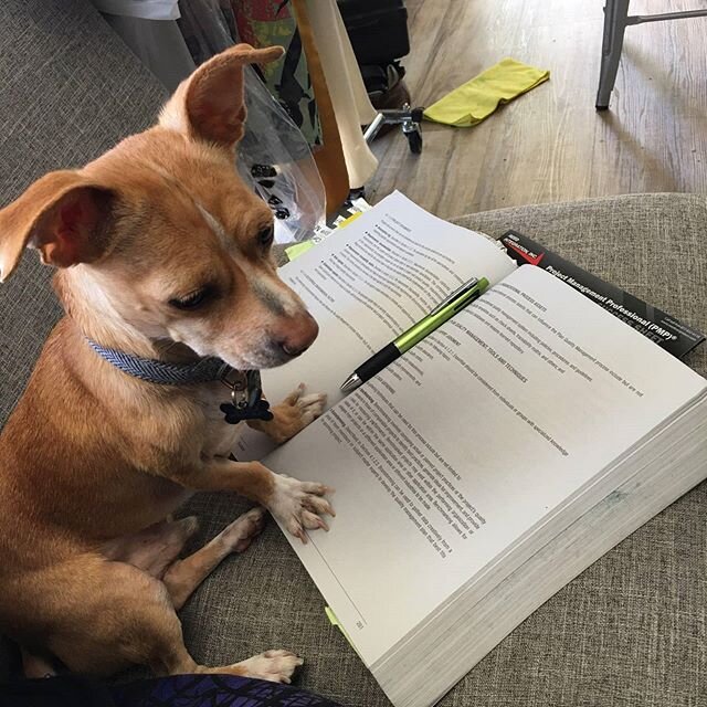 Study buddy! #dingdongchieffyboy