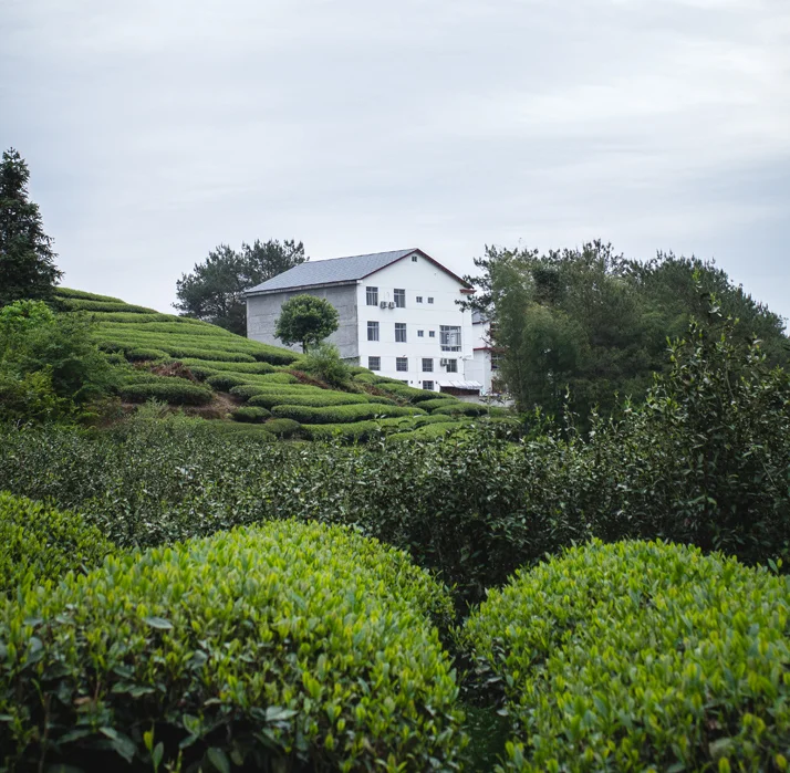 Tea Master Xu's factory and warehouse on Wuyi Mountain.