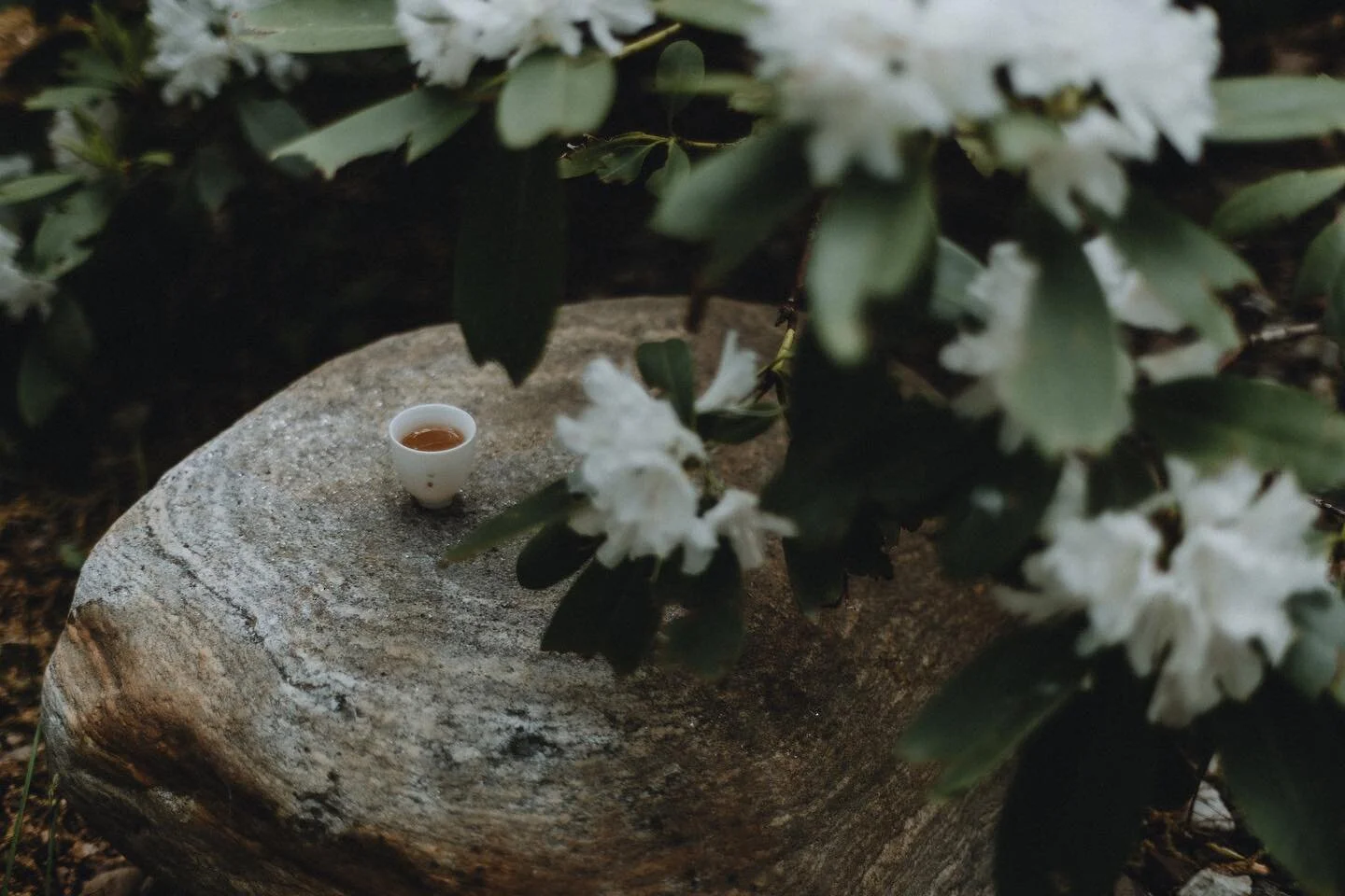 &quot;Honey Sweet&quot; White Tea, Spring 2008

#tea #sonwutea #wuhealing #tealifestyle #lifestyle  #tealover #whitetea #ilovetea #teaculture #gongfutea #teaceremony #explorechina #teamatser #luxury #luxurylifestyle #wabisabi #design  #readeighty #ch