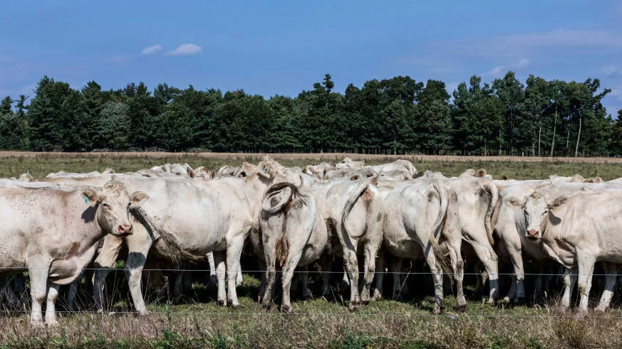 Is Grass-Fed Beef Really Better For The Planet? Here's The Science