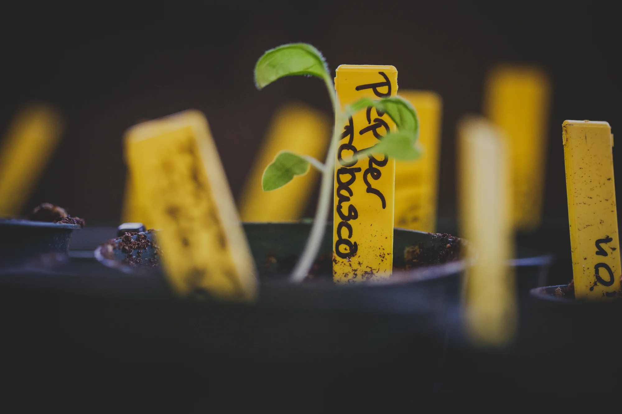Seedlings in the Classroom