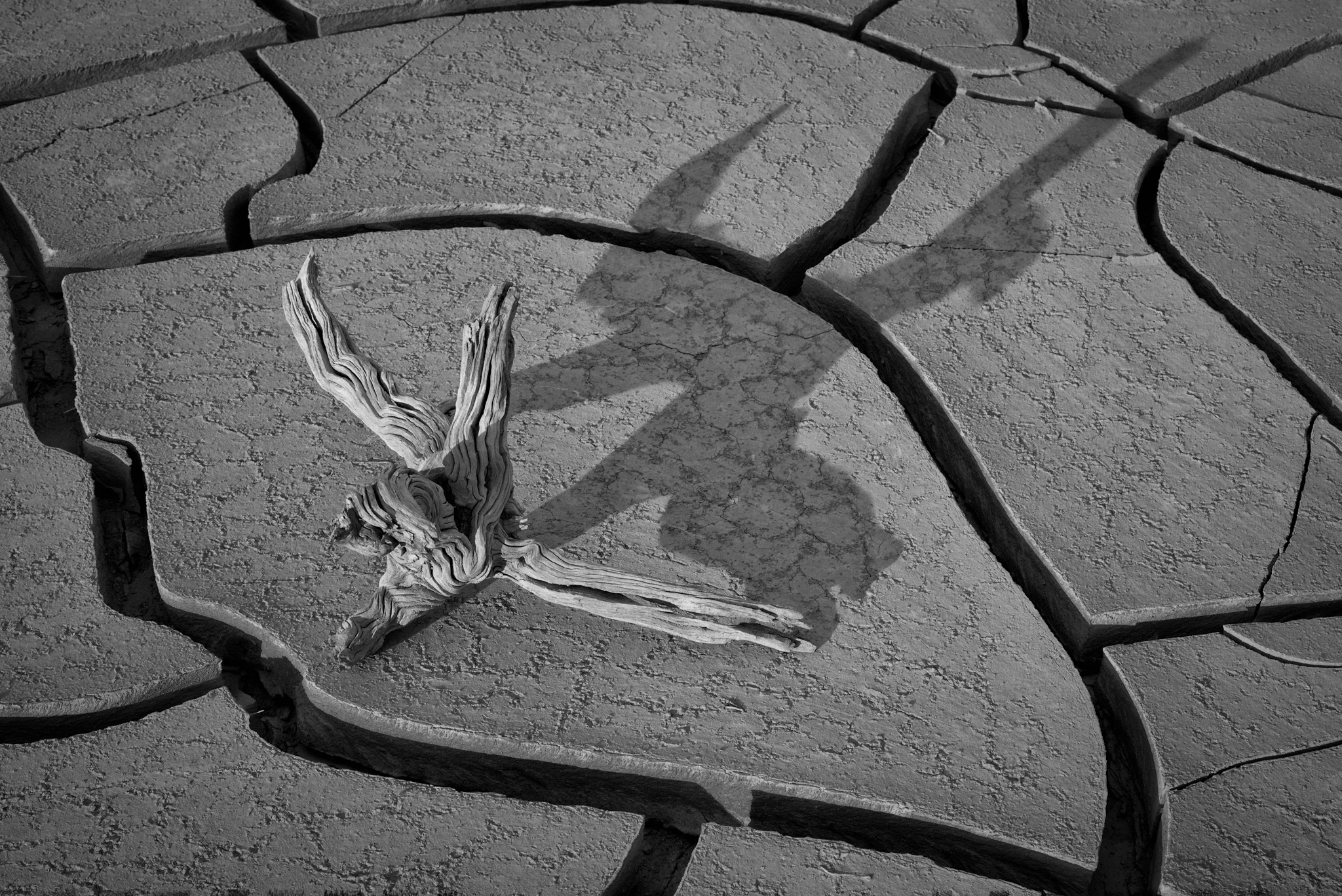 Desert Driftwood Illuminated by the Day’s Early Sun