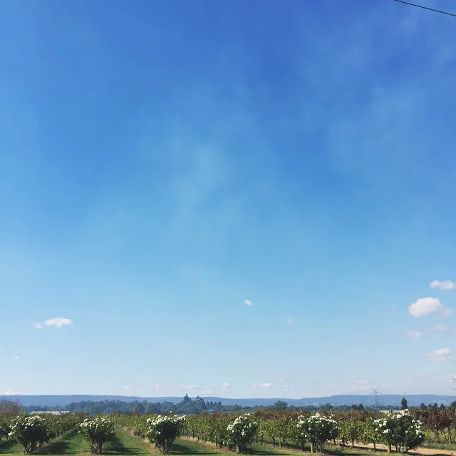 A Night At The Vines Resort