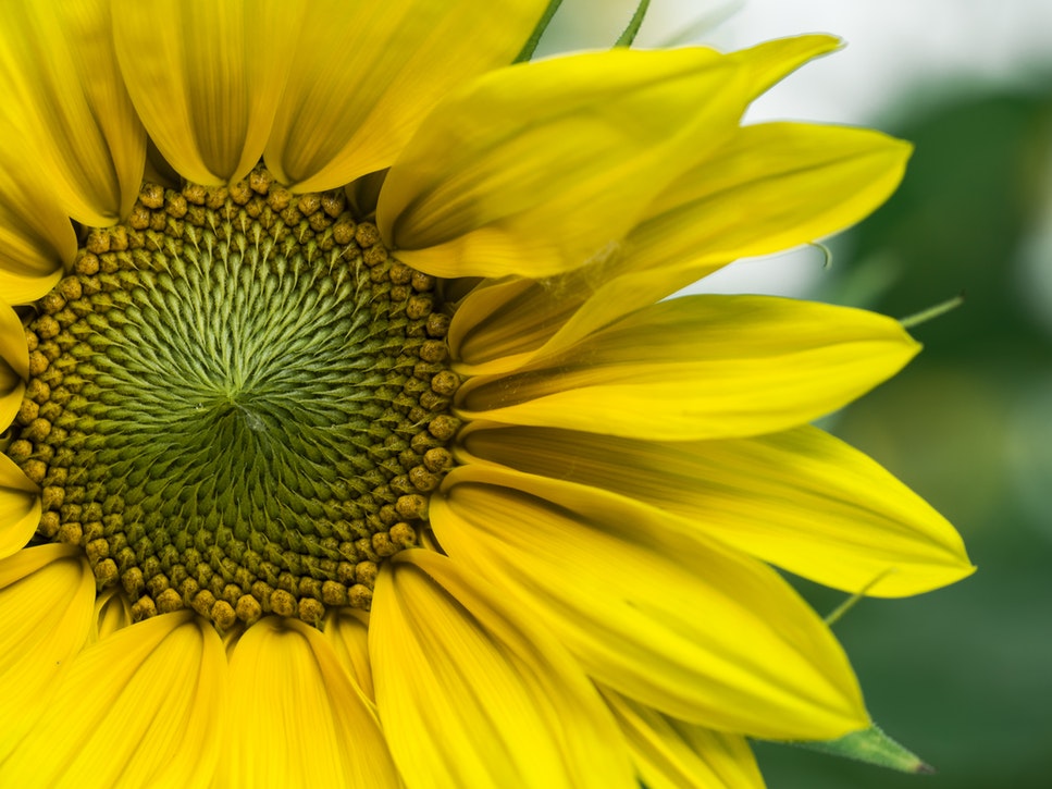 yellow flower.jpeg