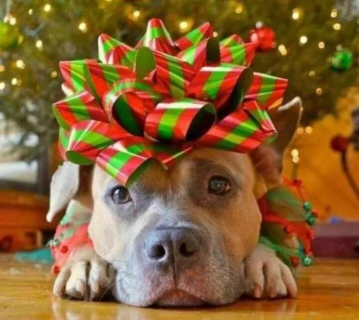 christmasPup.jpg