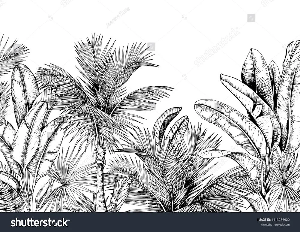 stock-vector-tropical-card-with-palm-trees-and-banana-leaves-black-and-white-hand-drawn-vector-illustration-1413285920.jpg