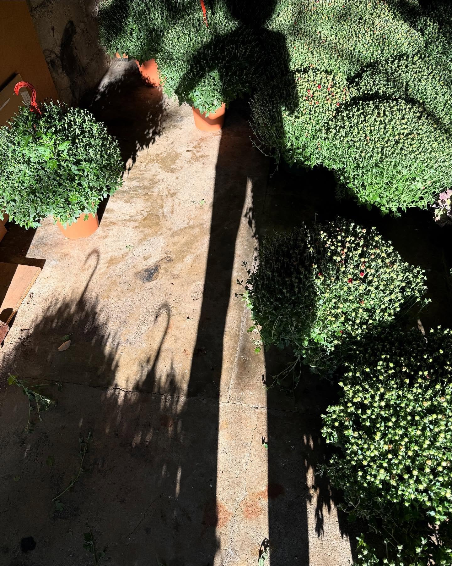 A lot of mums came and went already. A few more to go. 🍎🎃🔮