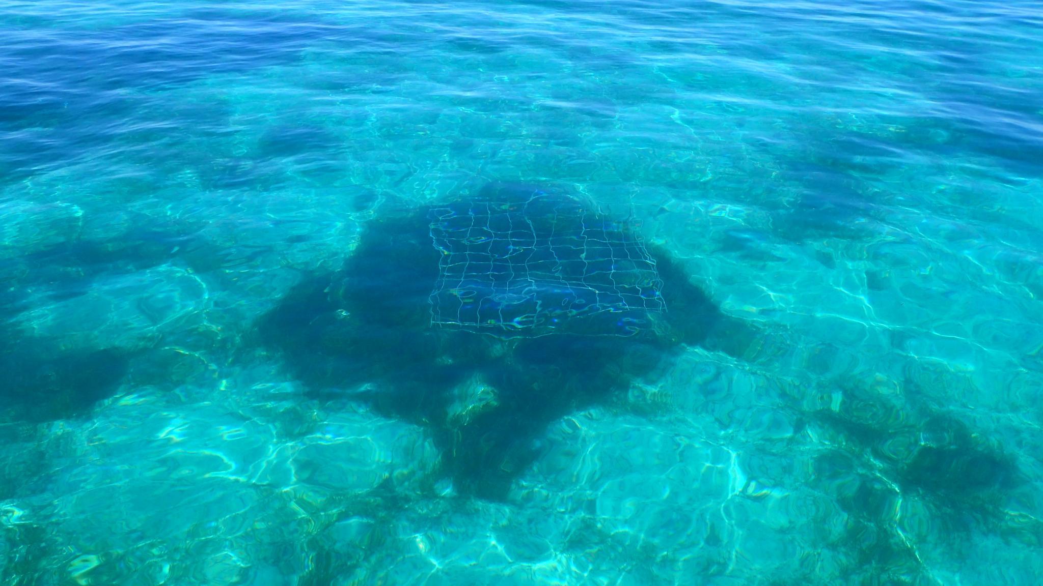 Long seagrass inside a cage at Green Island from the surface