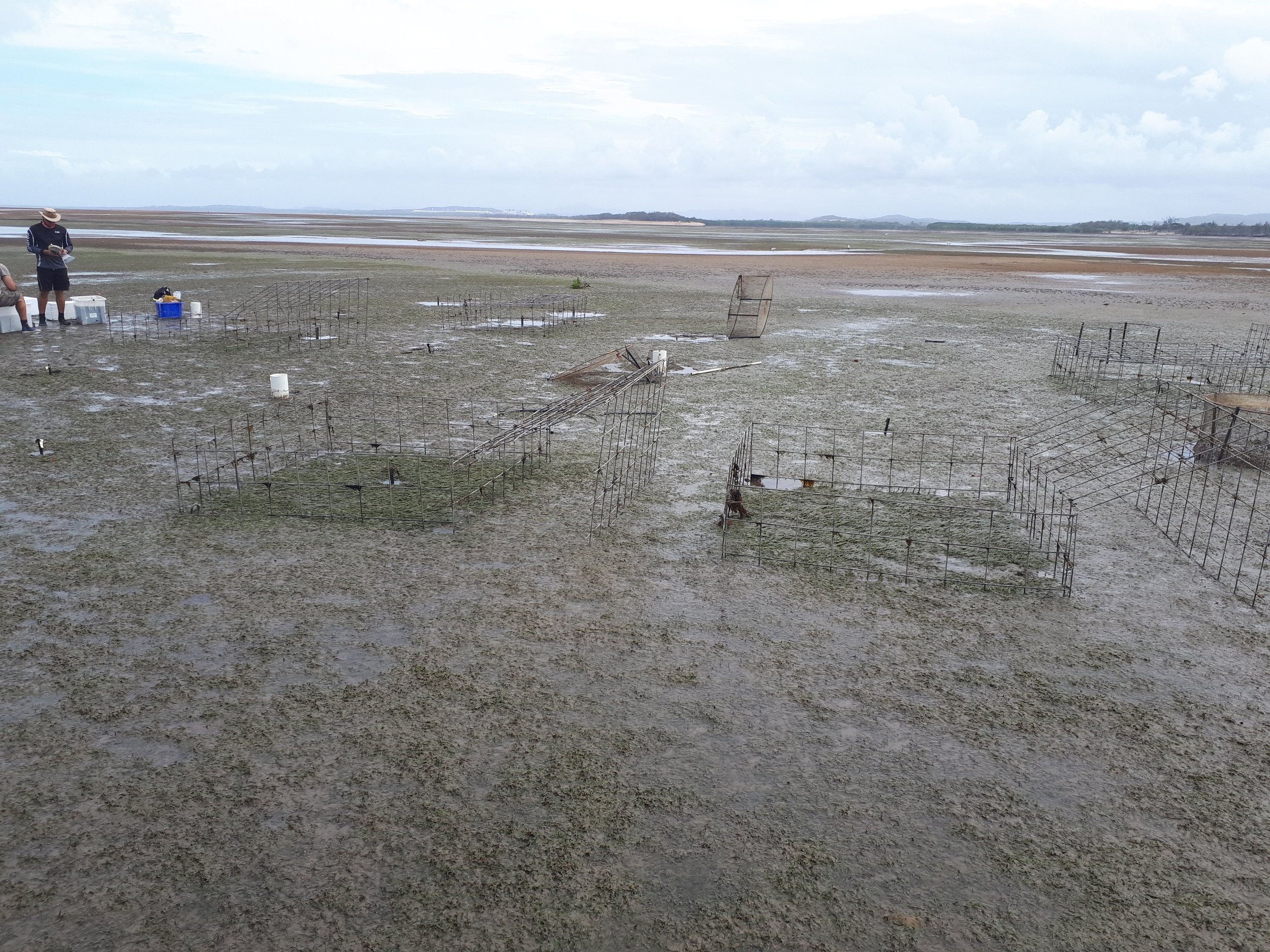 Long seagrass inside cages at Gladstone