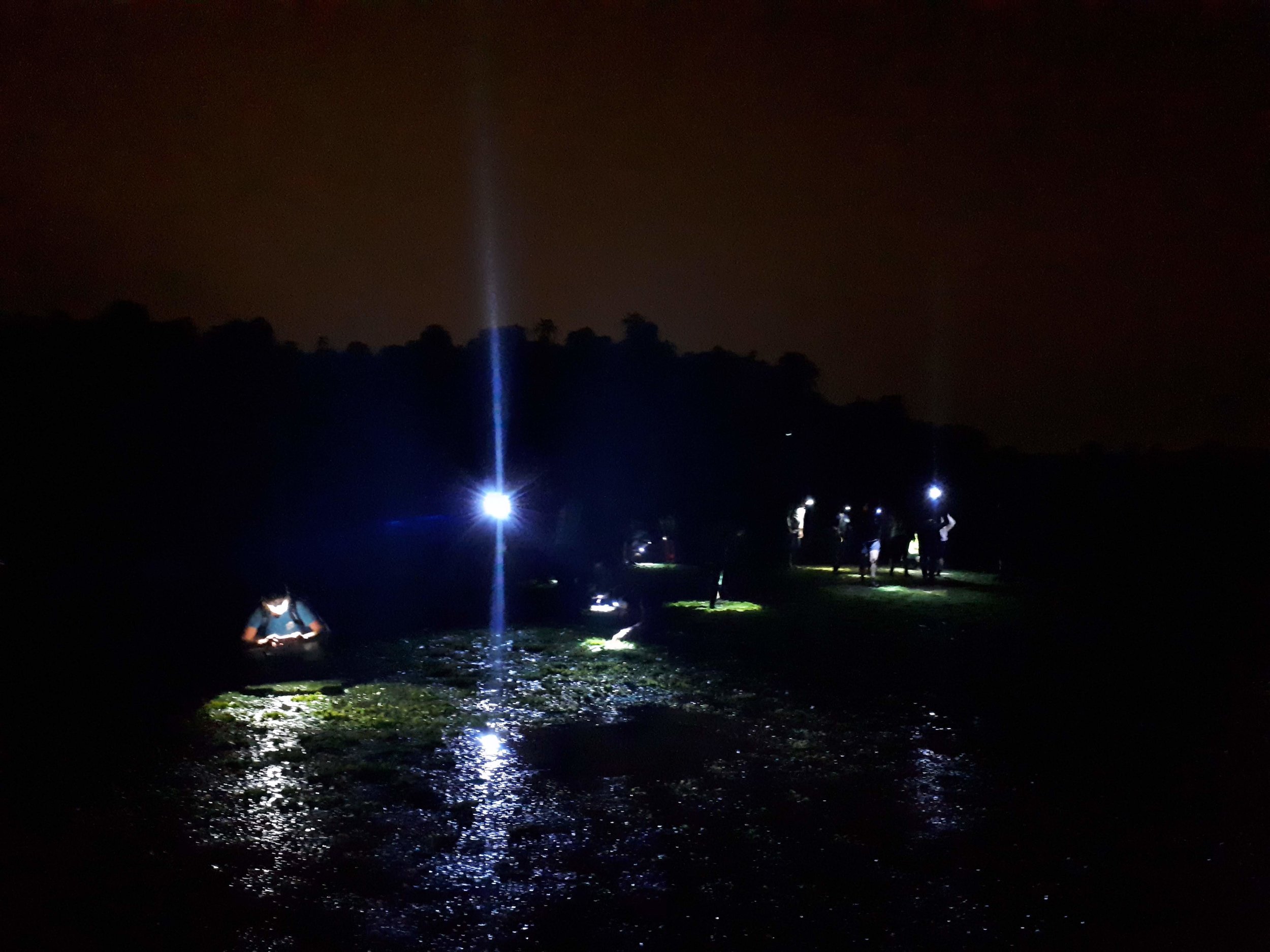 Exploring the seagrass meadow at Chek Jawa by torchlight