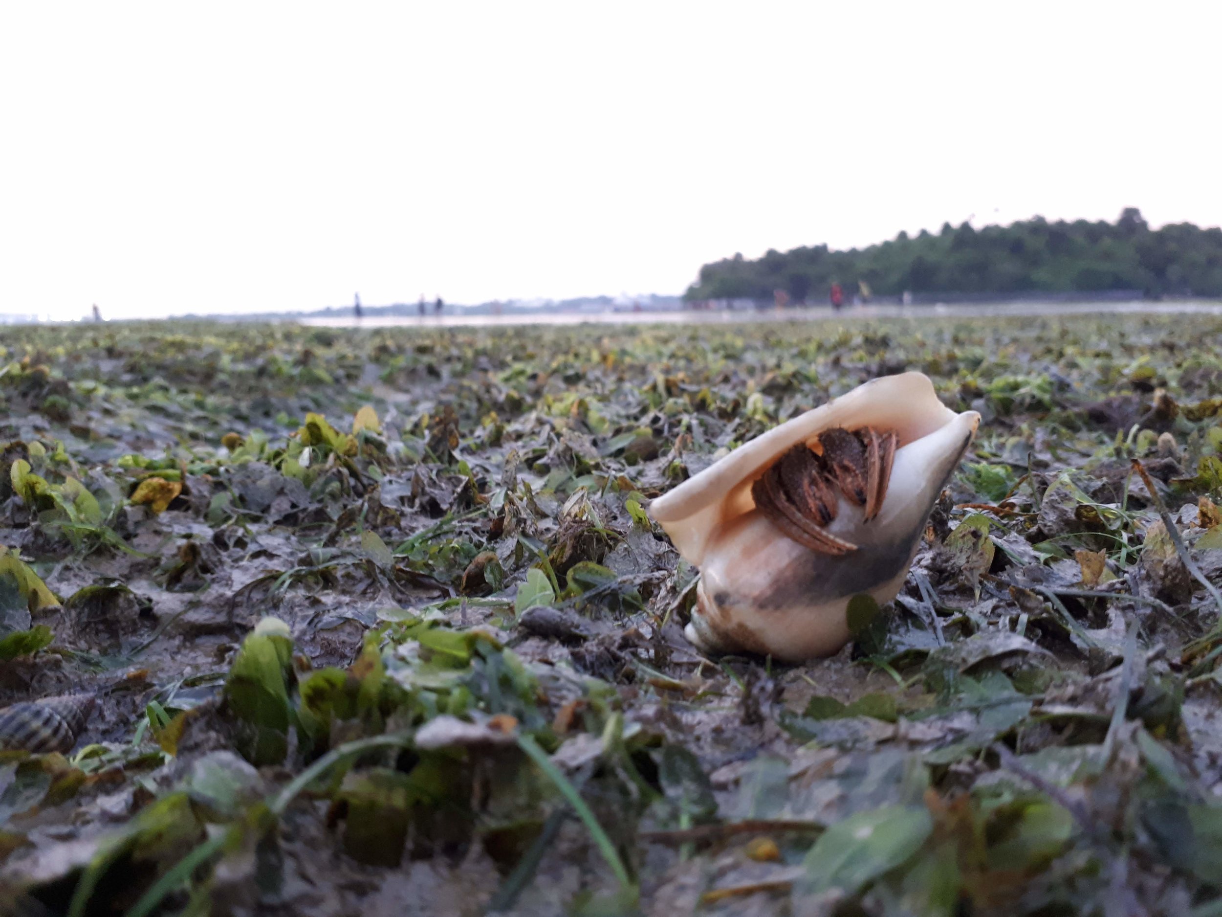 A hermit crab hiding in the seagrass