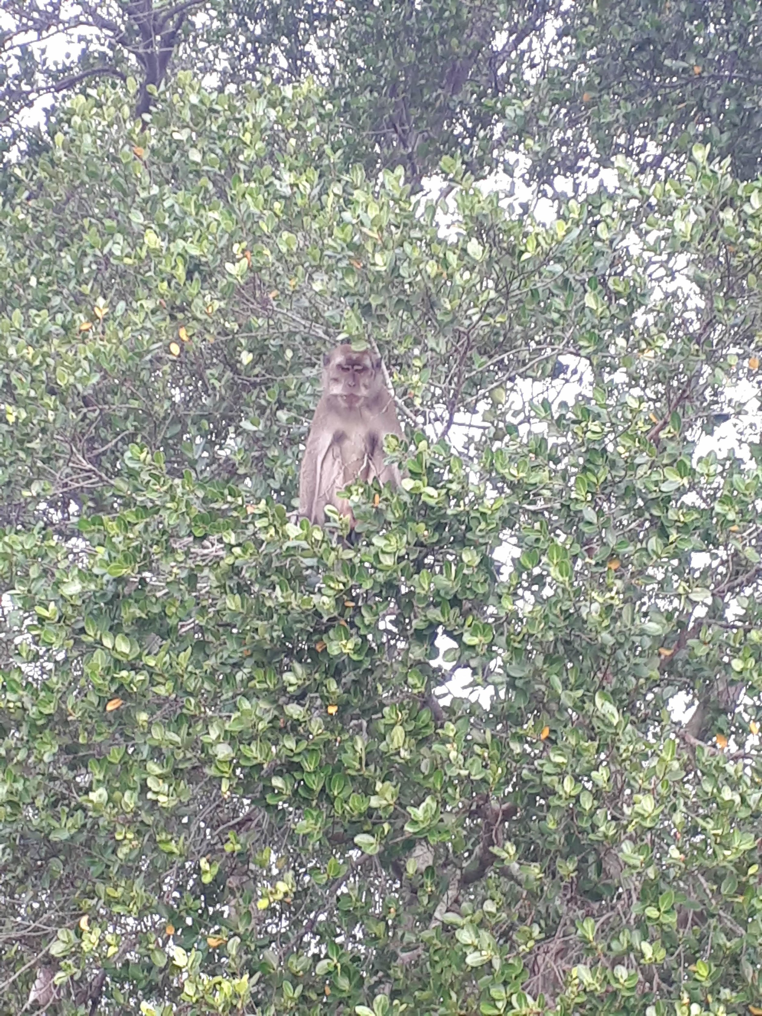 Macaque in the mangroves!