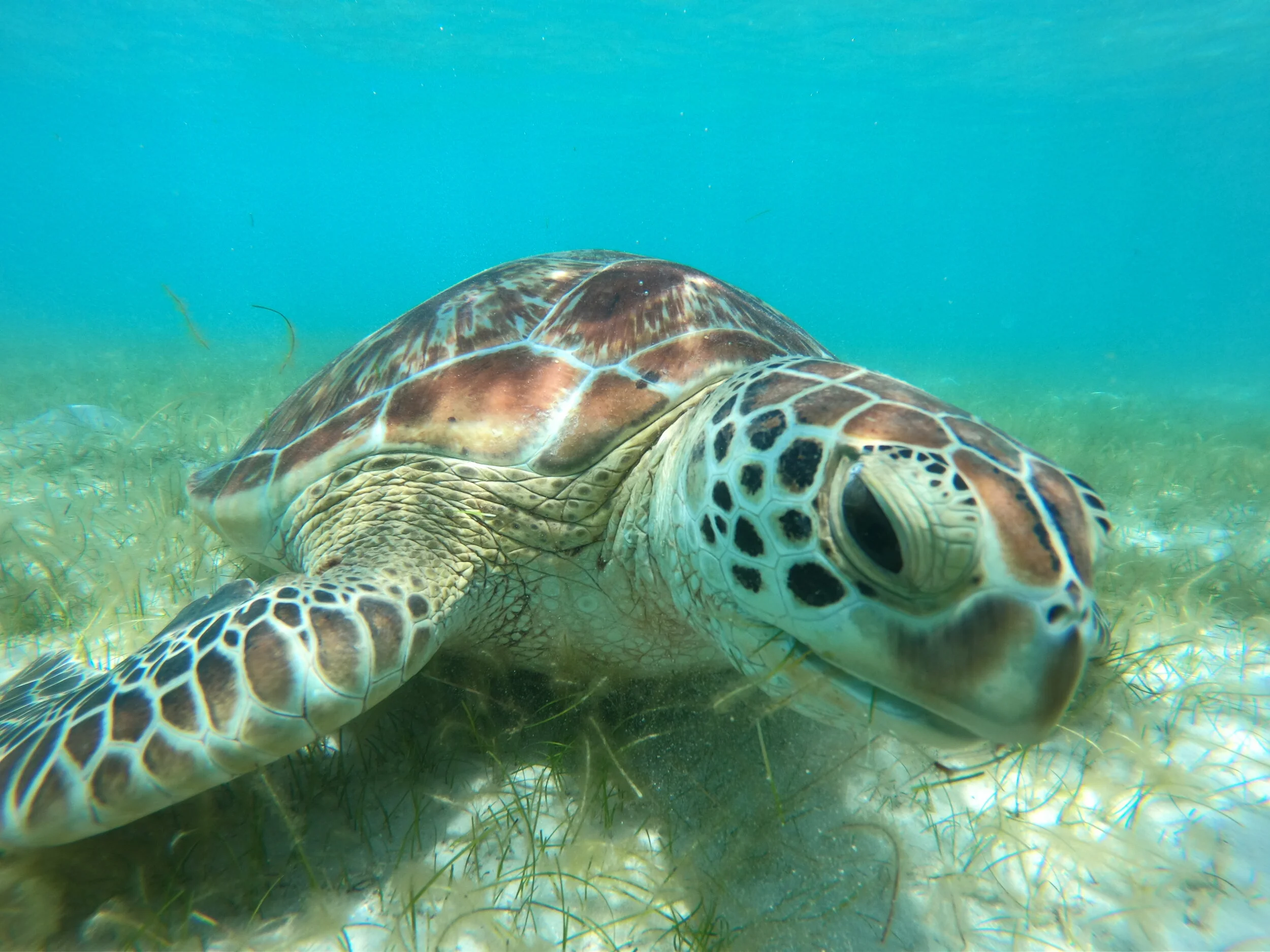 JCU TESS Seminar - Grazing ecology on the Great Barrier Reef