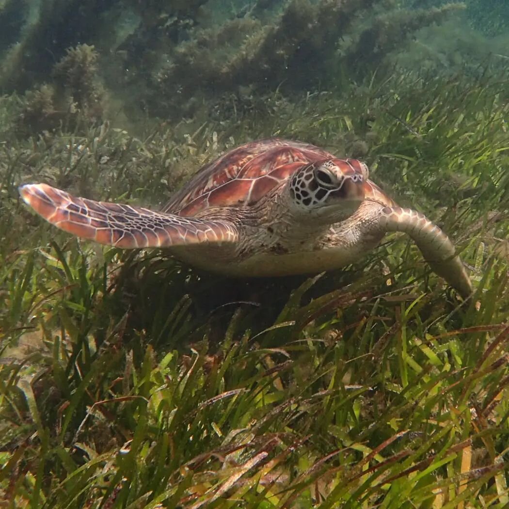 A green turtle in the green green seagrass of Green Island 💚

It's been a while since I was visiting Green Island and these turtles regularly for my PhD research and I definitely miss it, it's such a special place and the seagrass is spectacular!