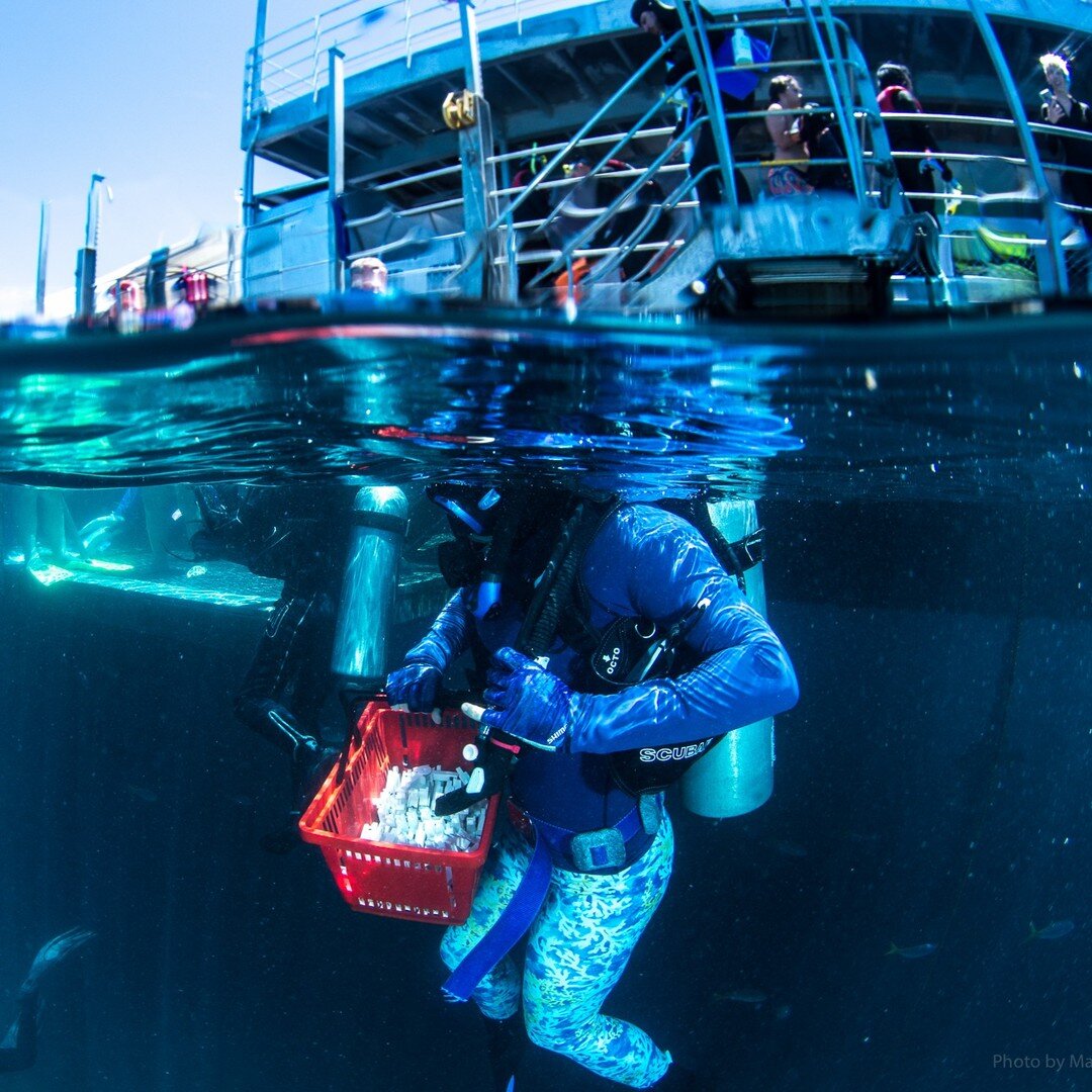 Taking my shopping basket full of baby corals to their new home on the the reef as part of a new experiment working with scientists and community.

I'm very excited to be involved in this new collaborative experiment with @australianmarinescience, @j