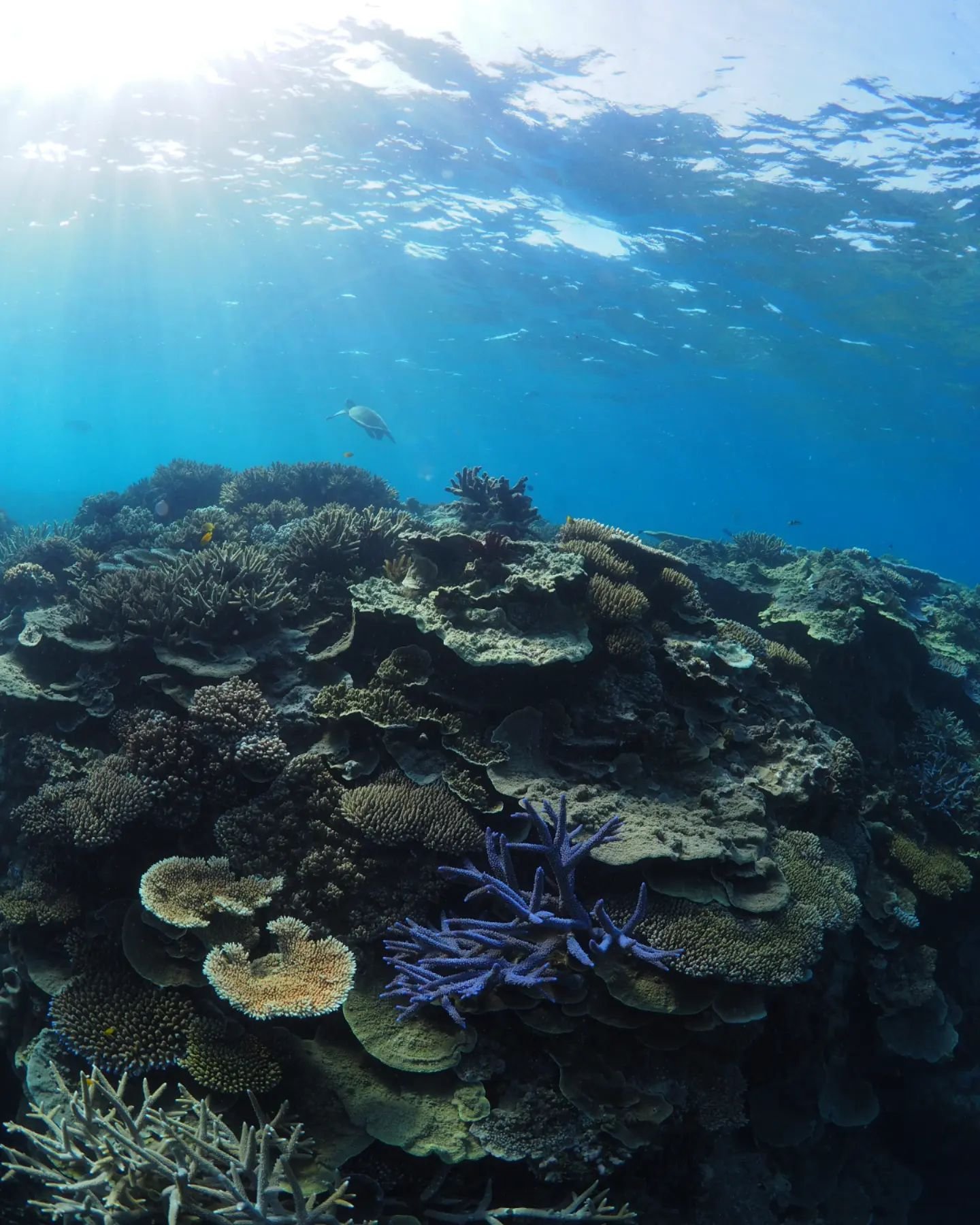 Exploring Moore Reef before the coral spawning a couple of weeks ago at the @sunloverreefcruises pontoon. So great to see the high cover and diversity of corals here.
