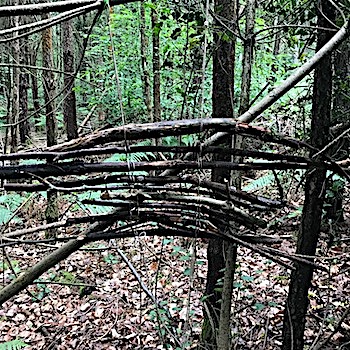 Alice Holt Forest, 2019
