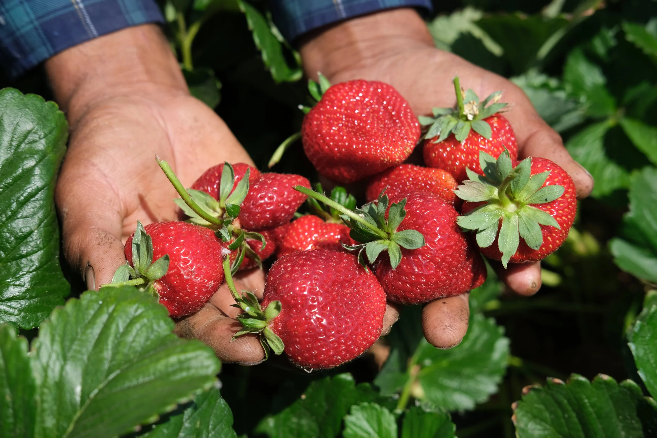 West Sacramento, 2025