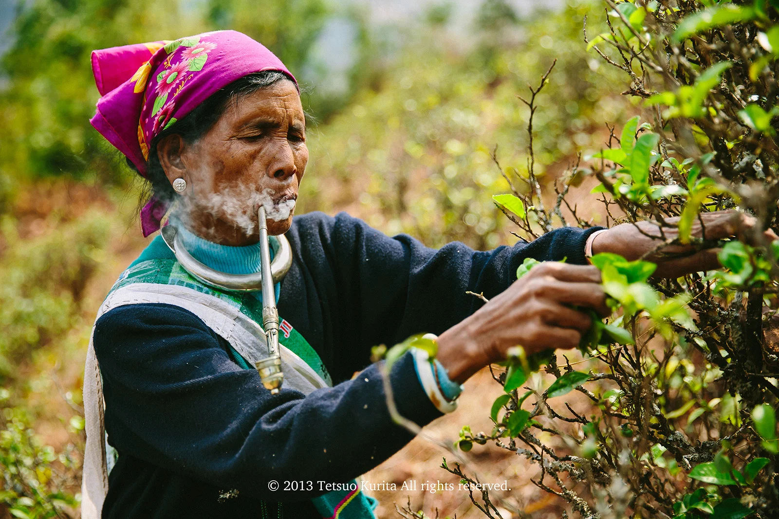 Tea plucking / Wa people