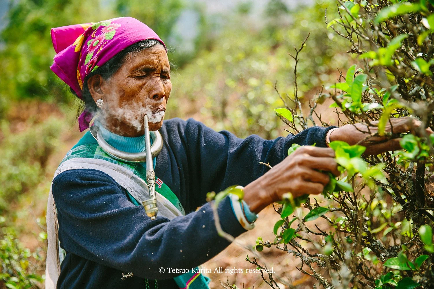 Tea plucking / Wa people