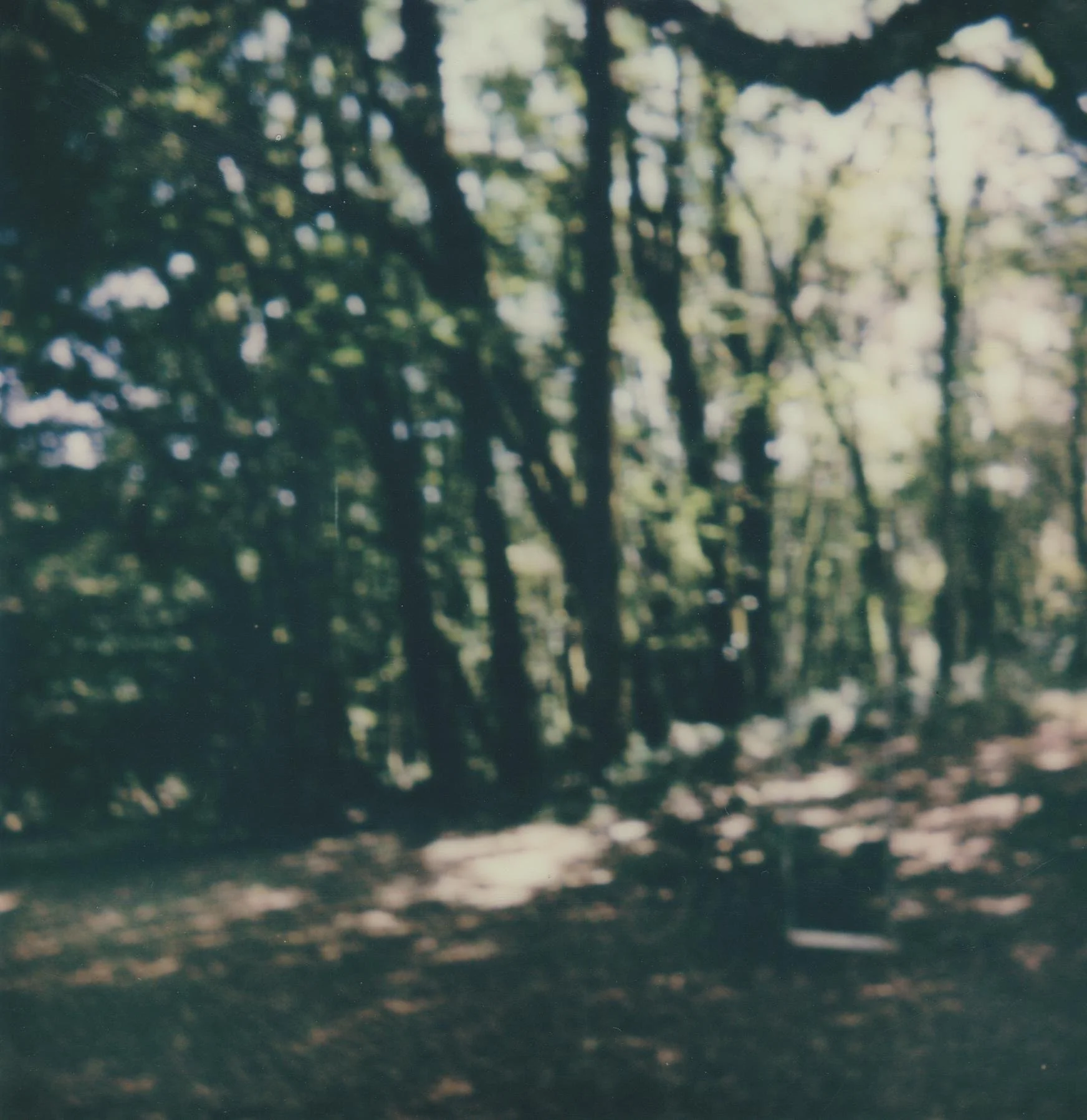 foret.jpg