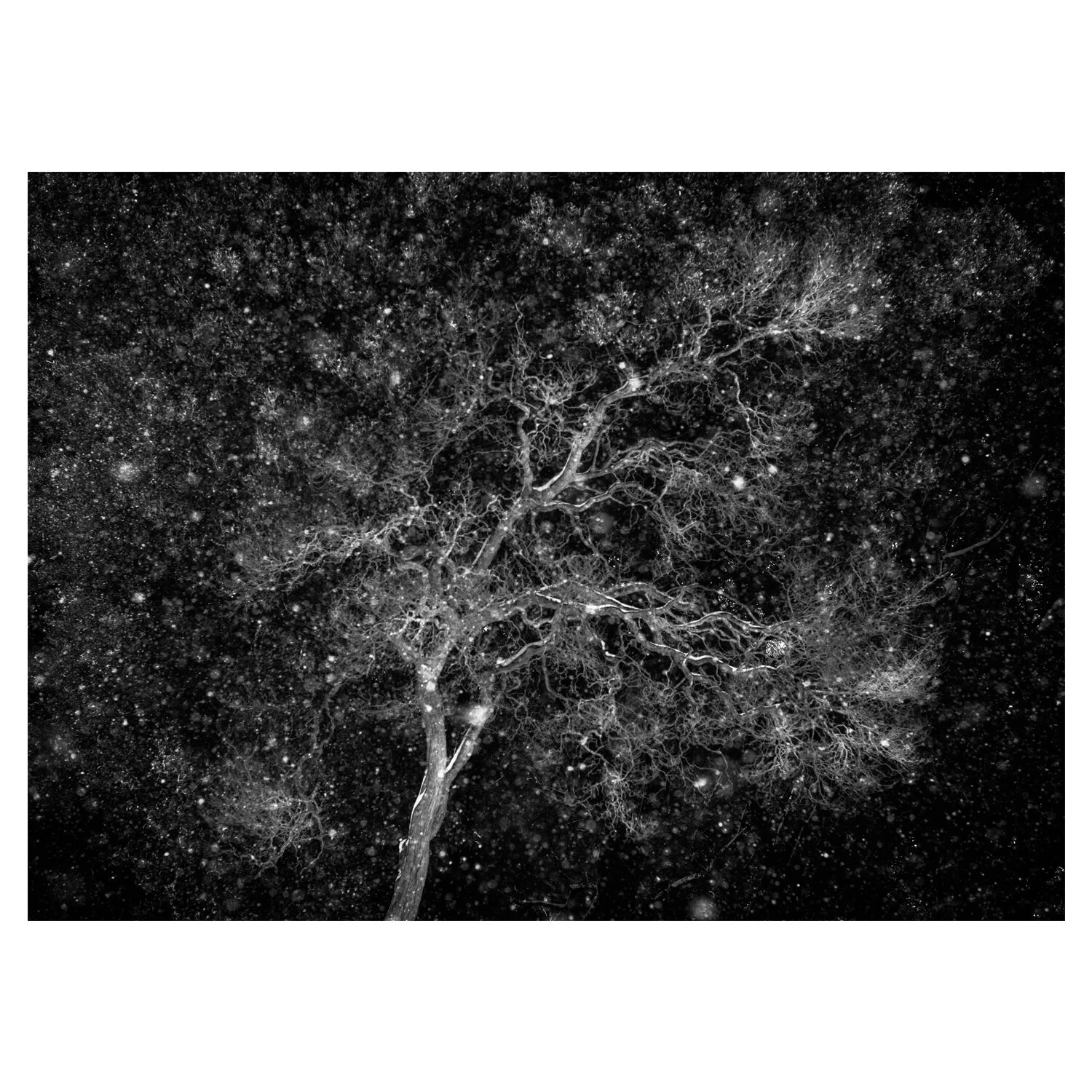 tree nebula.jpg