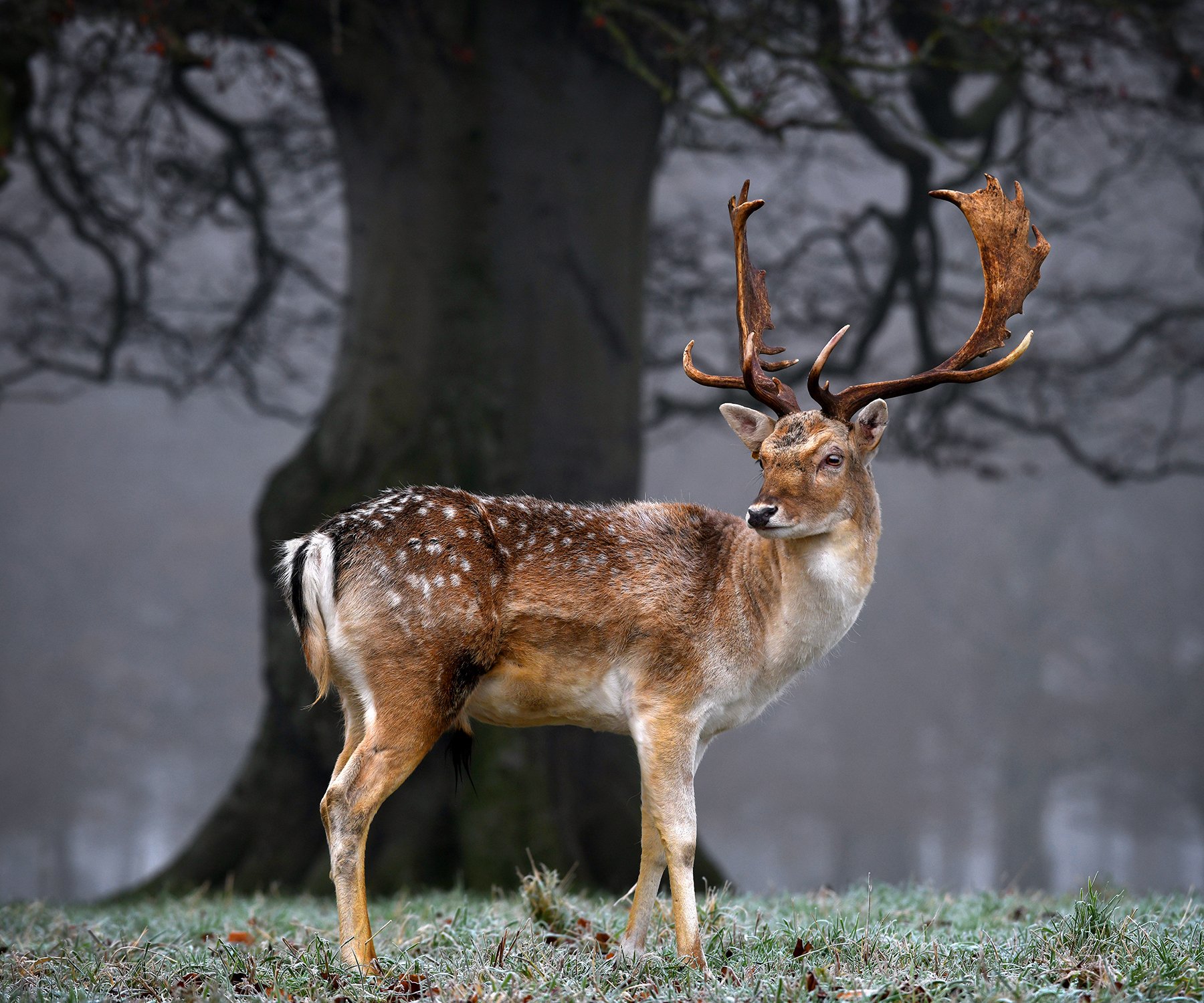 A Frosty Morning