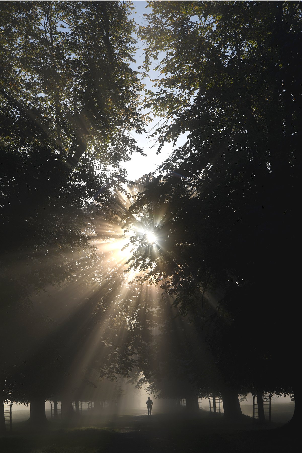 Avenue of rays