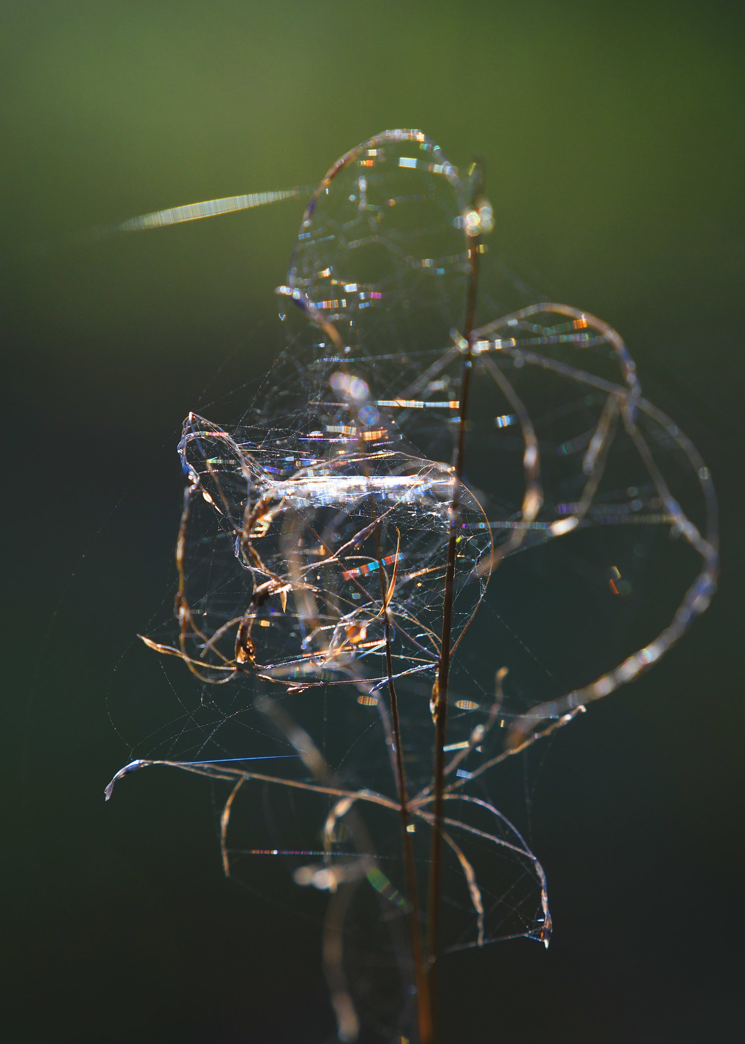 Silk refration 2