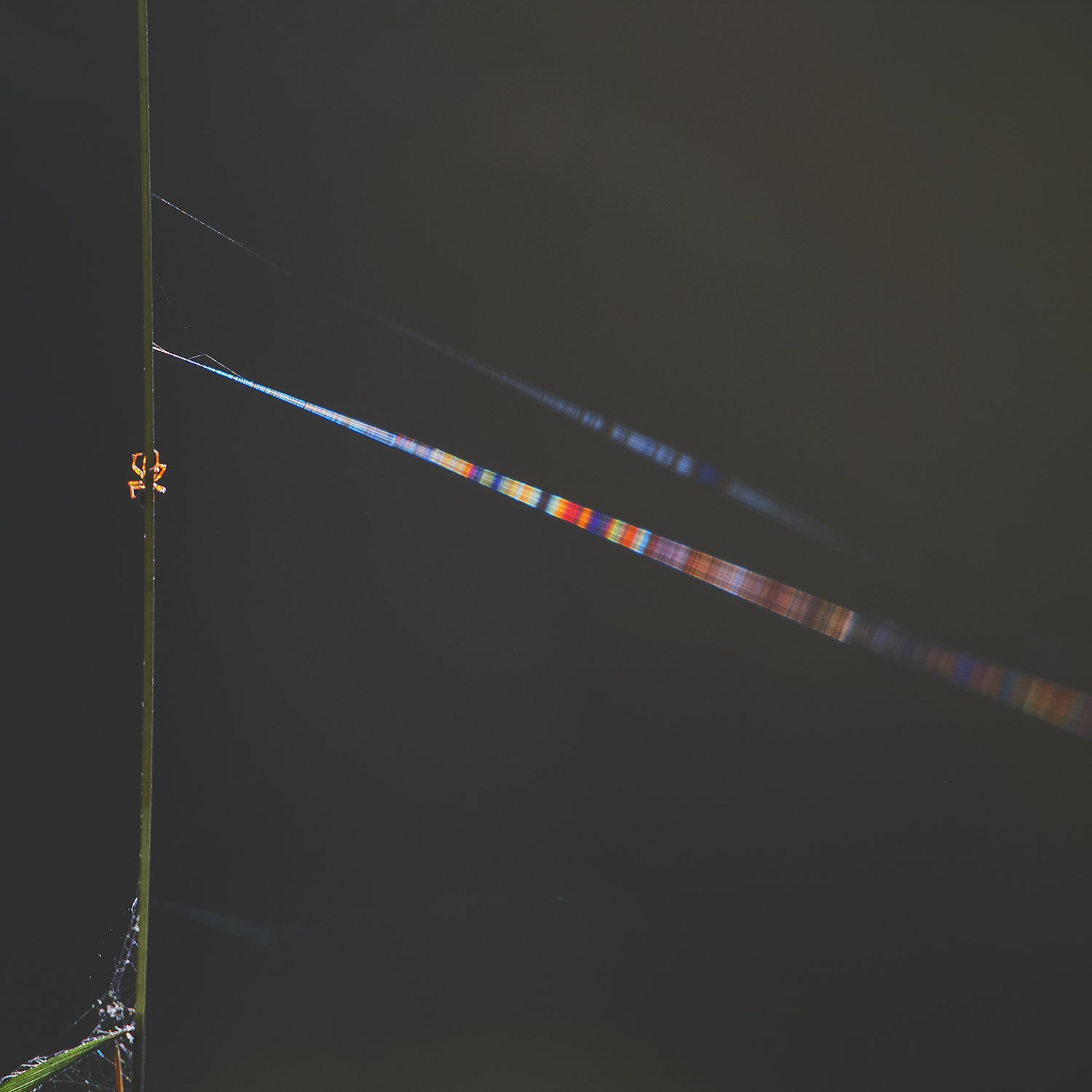 Silk Refraction