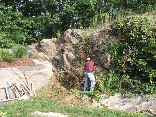 Person wearing a hat and a maroon shirt working on the rocks and bushes in a garden or outdoor area with trees in the background.