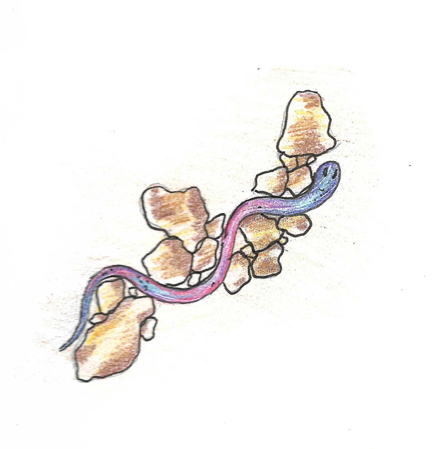 Hand-drawn illustration of a pink and blue snake slithering among brown rocks.