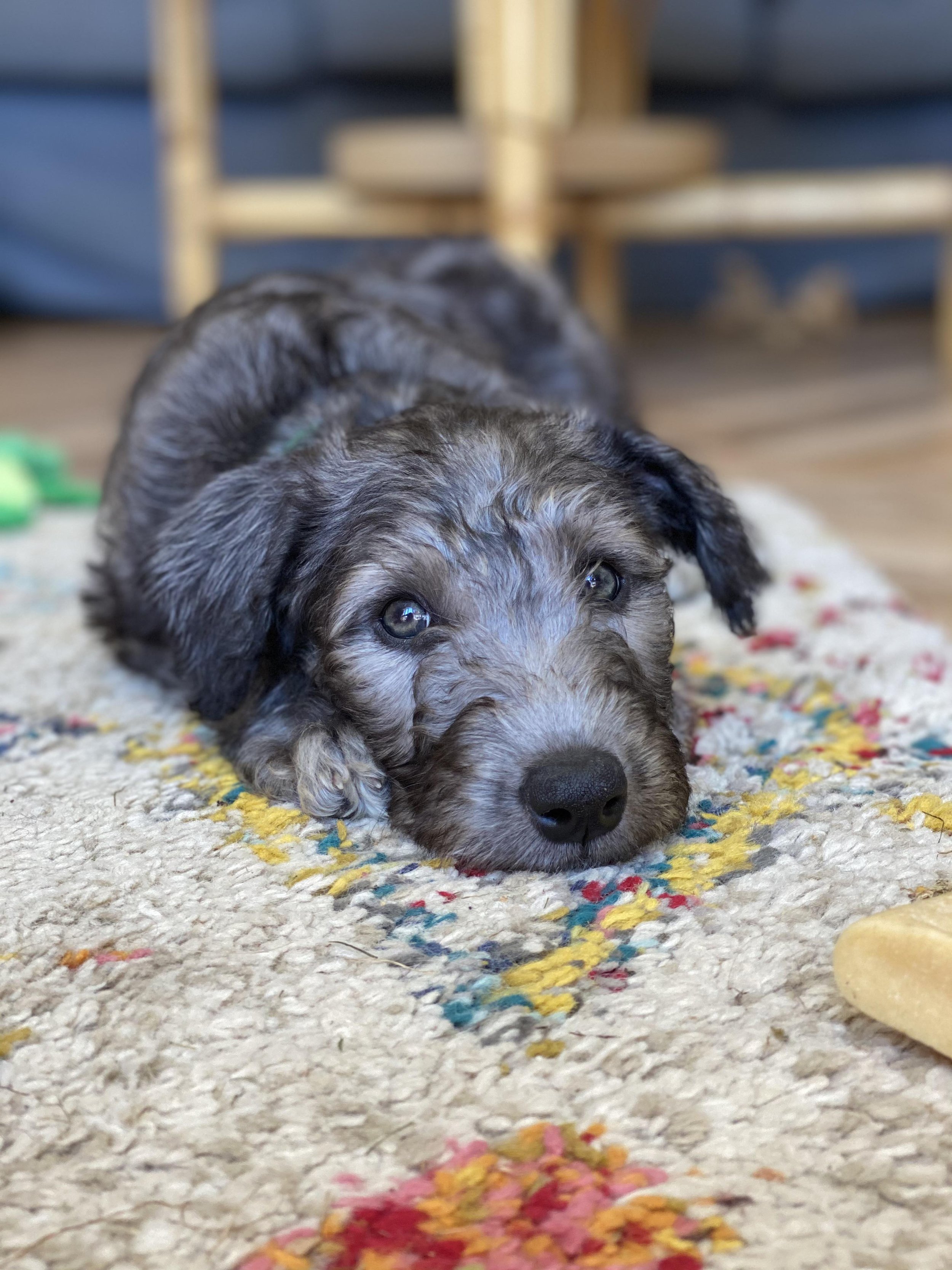 Training Tips for New Dog Owners ✨