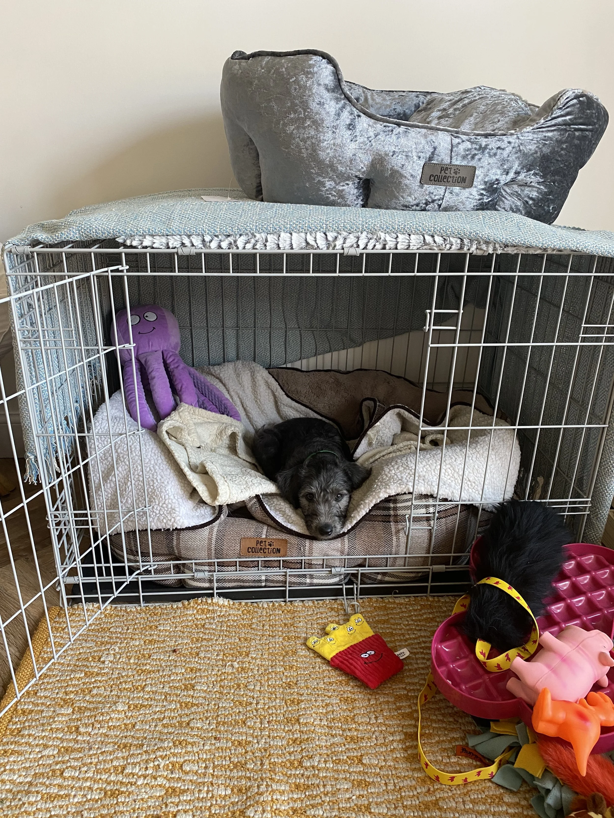 Should You Sleep Near a New Puppy? What the Science Says