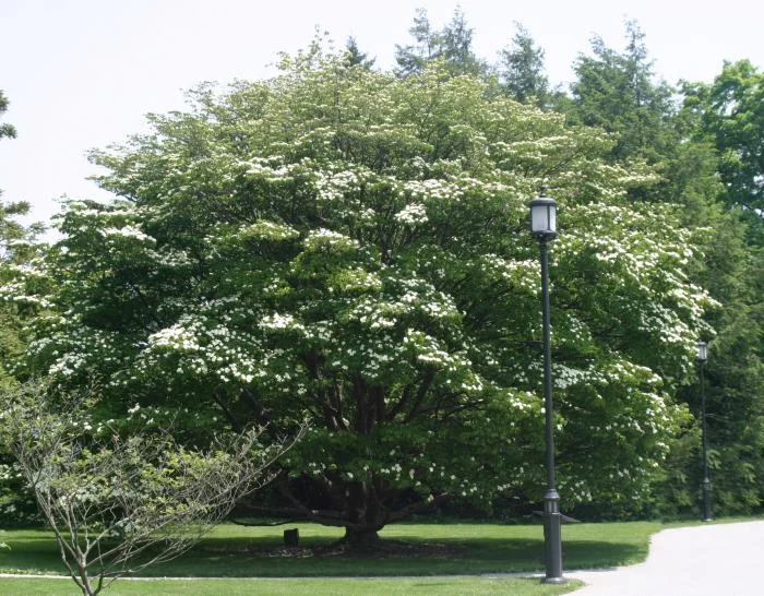 Cornus_kousa_img_2066.jpg