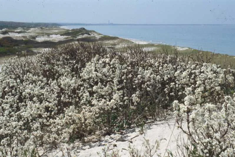 beachlg.jpg