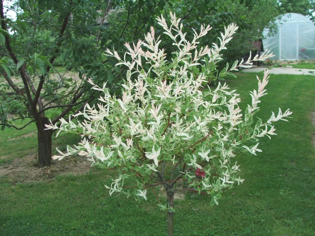 Salix_integra_a1.jpg