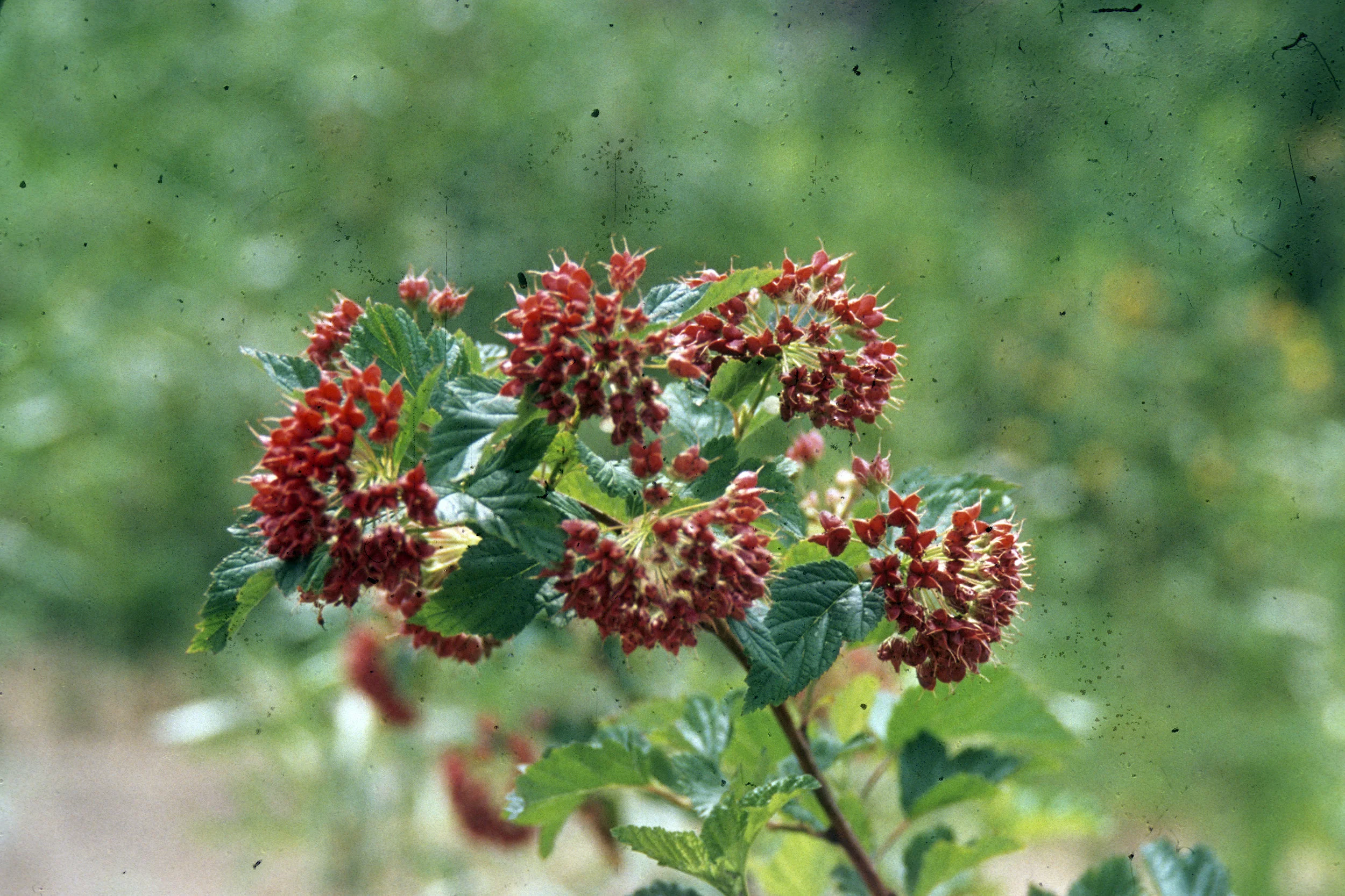 Viburnum_trilobum_WPC.jpg