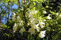 XanthocerasSorbifolium.jpg